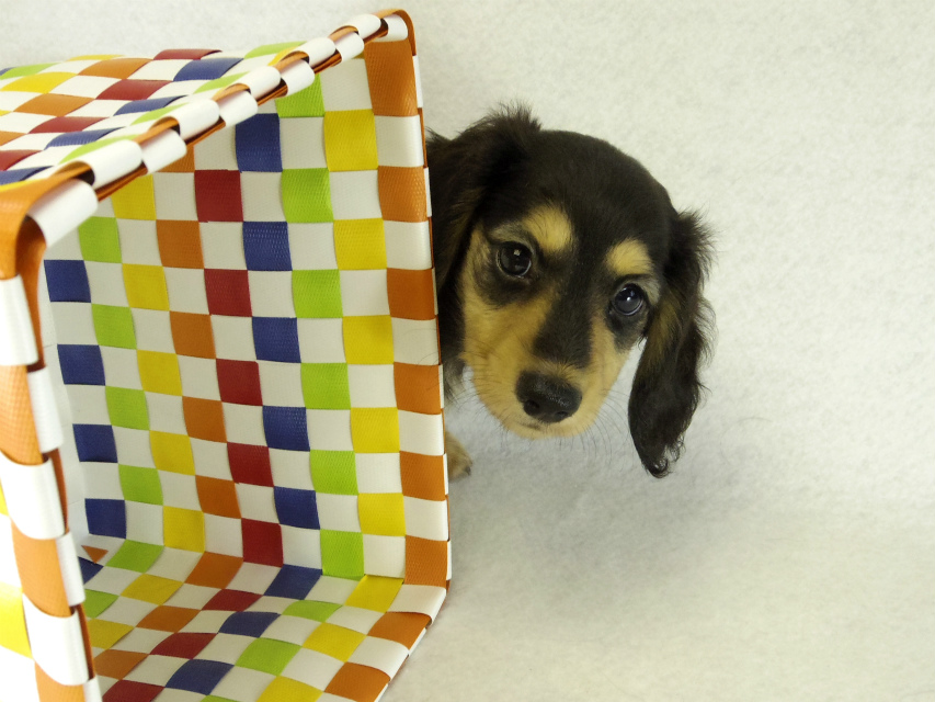 カニヘンダックス　子犬　ブラッククリーム女の子