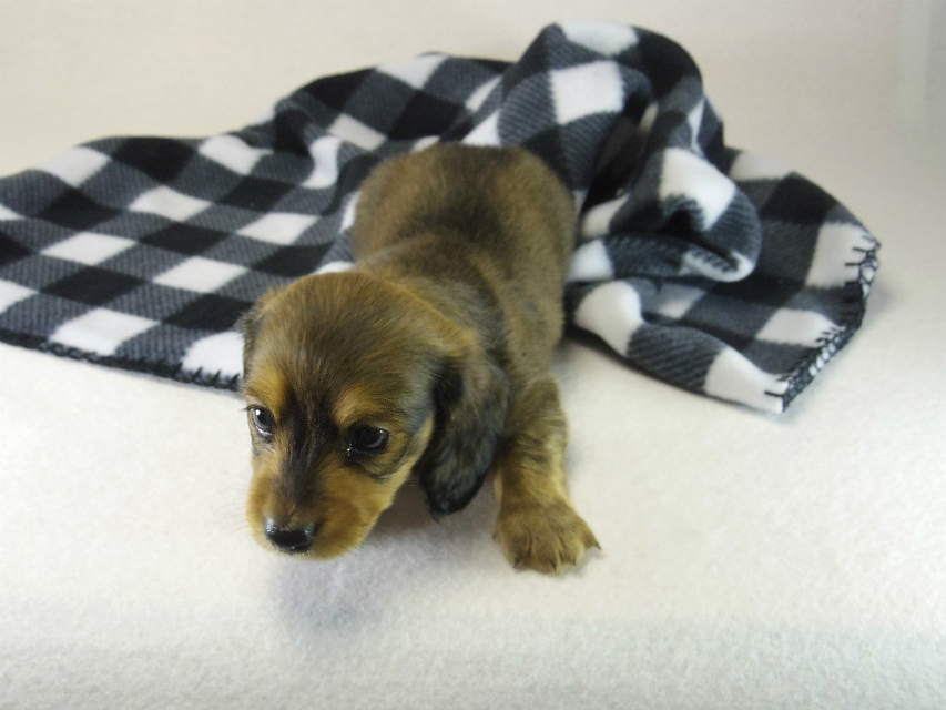 ミニチュアダックス 子犬 シェーデットレッド男の子 ミニチュアダックス 子犬 シェーデットレッド男の子
