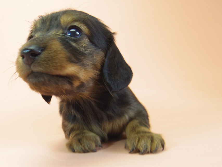 月子 & ジムダンディの子犬 シェーデットレッド 女の子