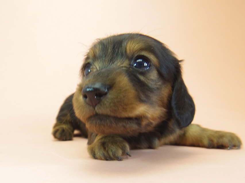 月子 & ジムダンディの子犬 シェーデットレッド 女の子