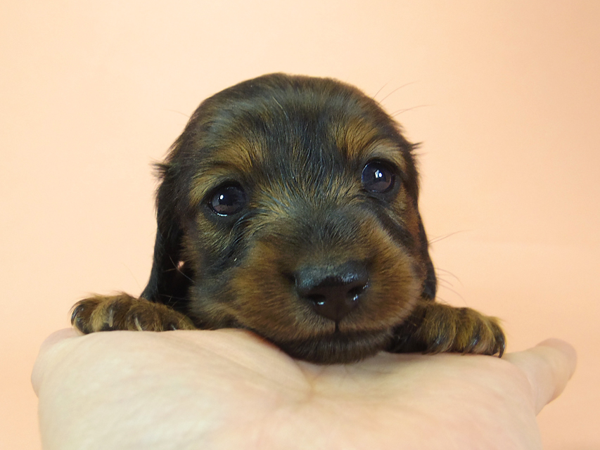 月子 & ジムダンディの子犬 シェーデットレッド 女の子