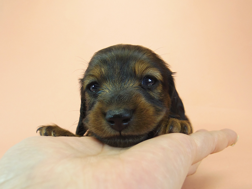 月子 & ジムダンディの子犬 シェーデットレッド 女の子