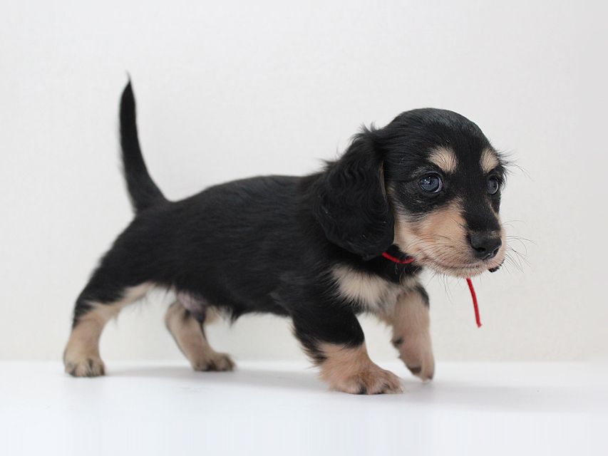 ダックスフンド メリア & ダルク君の子犬 ブラッククリーム 男の子③ルイ5 ダックスフンド カニンヘン メリア & ダルク君の子犬 ブラッククリーム 男の子③