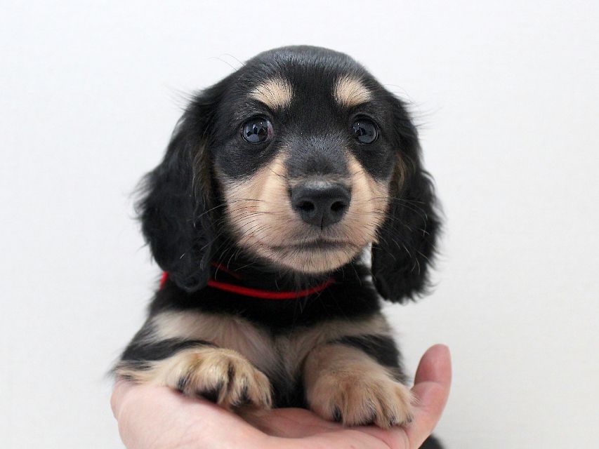 ダックスフンド メリア & ダルク君の子犬 ブラッククリーム 男の子③