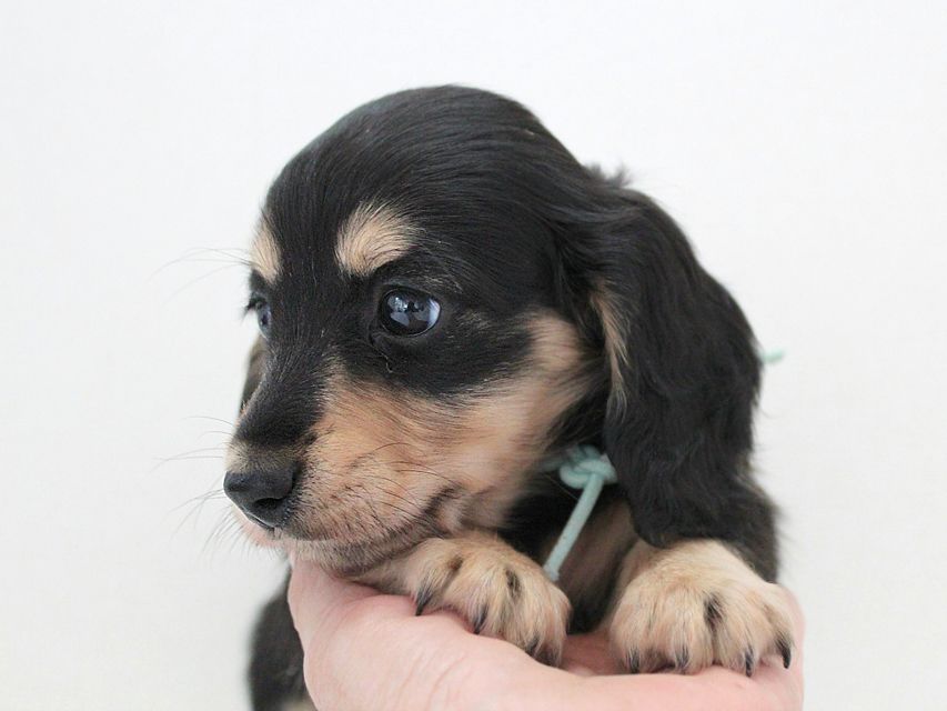 ダックスフンド カニンヘン メリア & ダルク君の子犬 ブラッククリーム 男の子②
