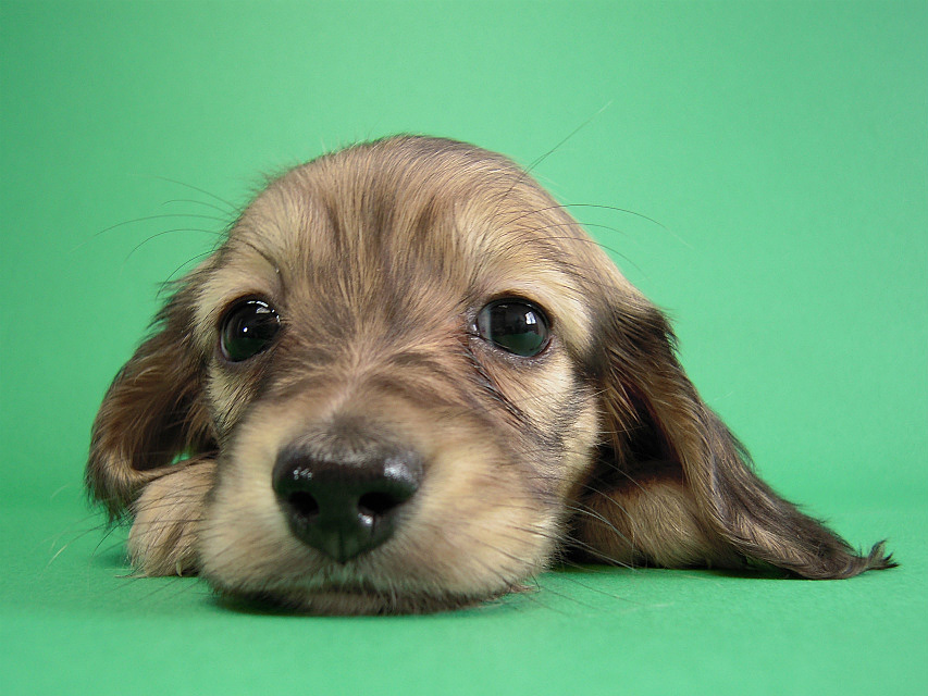 カニヘン仔犬　シェーデットクリーム女の子　東京都・Ｈ様