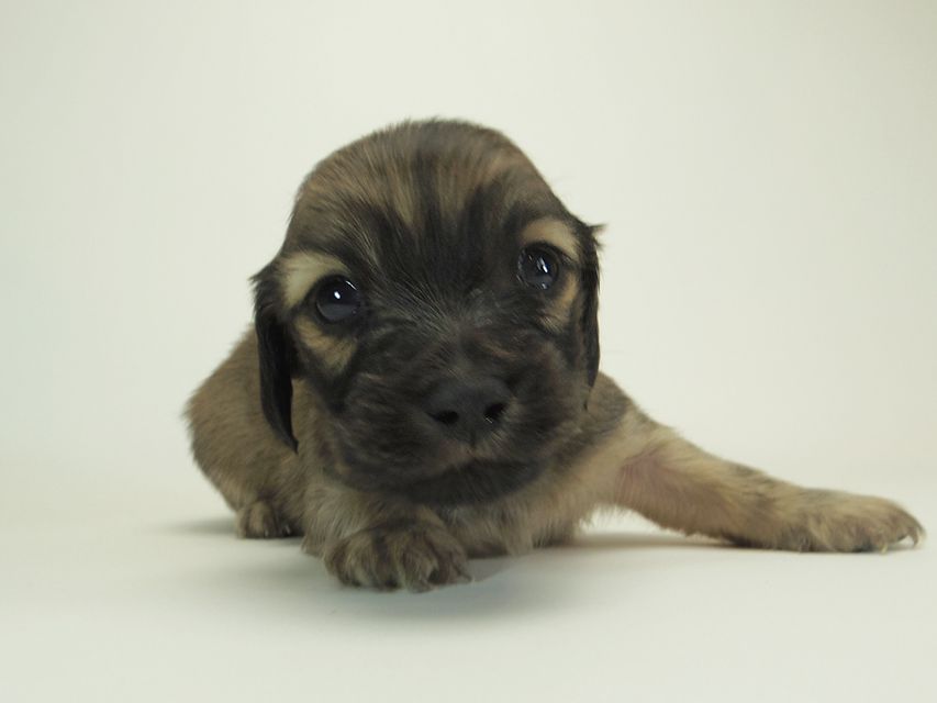 ダックスフンド カニンヘン シャーロット.cs & ジムダンディの子犬 シェーデットクリーム 男の子 お写真初登場4 ダックスフンド カニンヘン シャーロット.cs & ジムダンディの子犬 シェーデットクリーム 男の子 お写真初登場