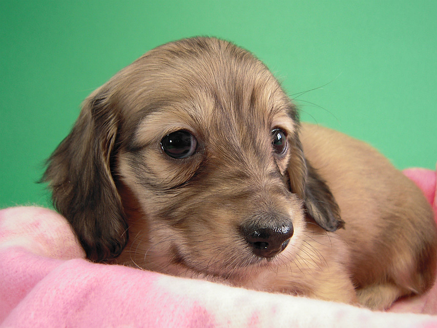 カニヘン仔犬　シェーデットクリーム女の子　東京都・Ｈ様