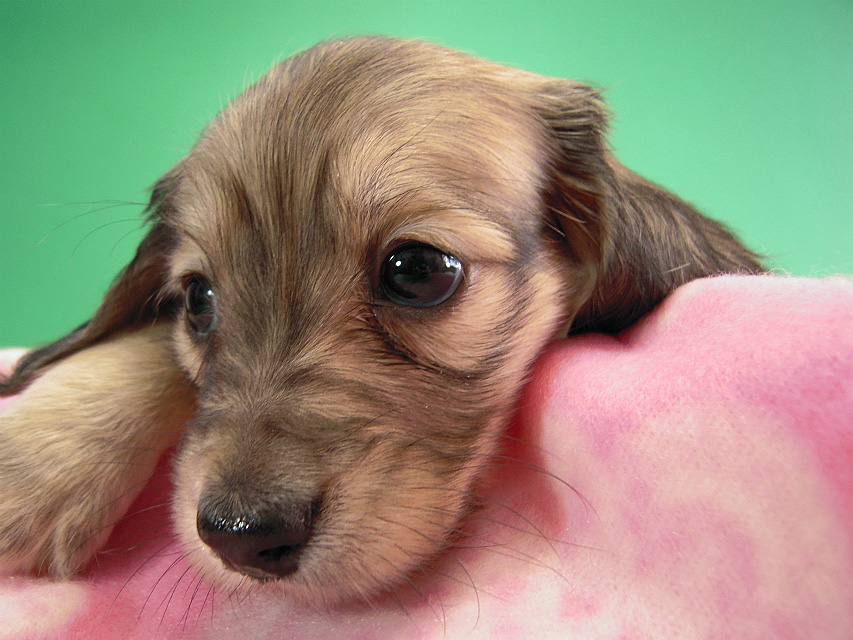 カニヘン仔犬　シェーデットクリーム女の子　東京都・Ｈ様