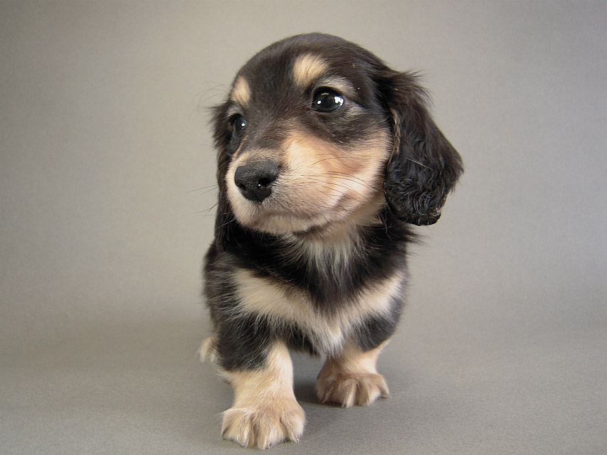 カニヘン子犬　ブラクリ男の子