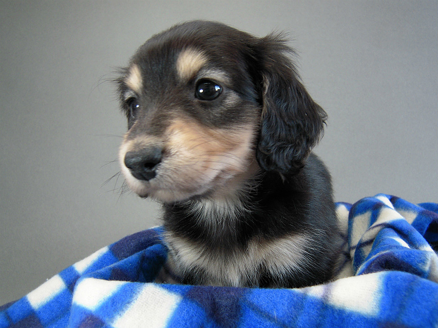カニヘン子犬　ブラクリ男の子