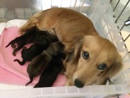 カニンヘンのチェルシーが11/21出産しました ブラクリ男の子2、Sクリーム男の子1、レッド女の子1 カニンヘンのチェルシーが11/21出産しました ブラクリ男の子2、Sクリーム男の子1、レッド女の子1