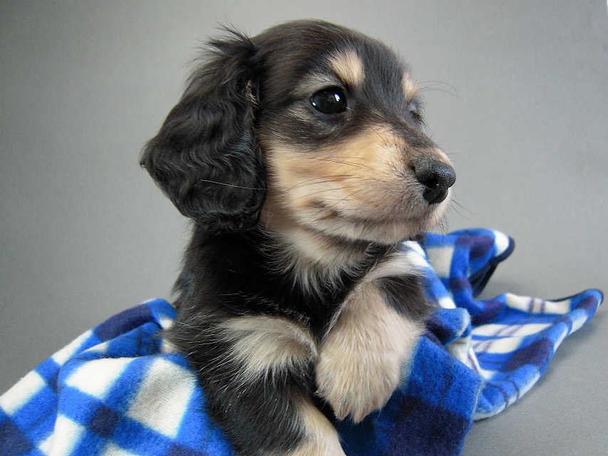 カニヘン子犬　ブラクリ男の子