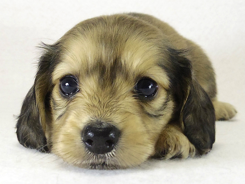 ミニチュアダックス 子犬　シェーデットクリーム女の子