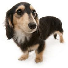 ハナビ JKCチャンピオン武蔵直娘 カニンヘン ダックスフンド 3.0キロ 女の子 ブラック&クリーム ハナビ JKCチャンピオン武蔵直娘 カニンヘン ダックスフンド 3.0キロ 女の子 ブラック&クリーム