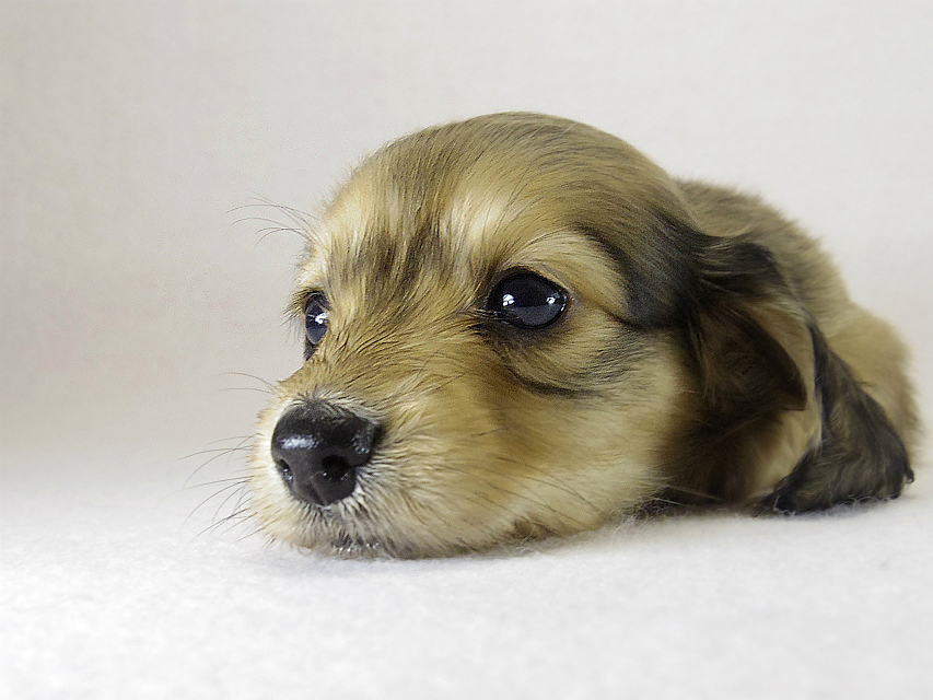 ミニチュアダックス 子犬　シェーデットクリーム女の子