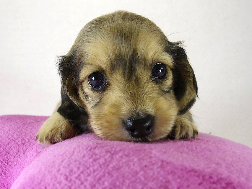 ミニチュアダックス 子犬　シェーデットクリーム女の子