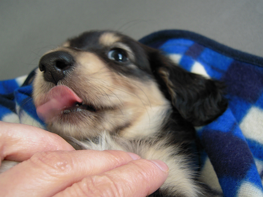 カニヘン子犬　ブラクリ男の子