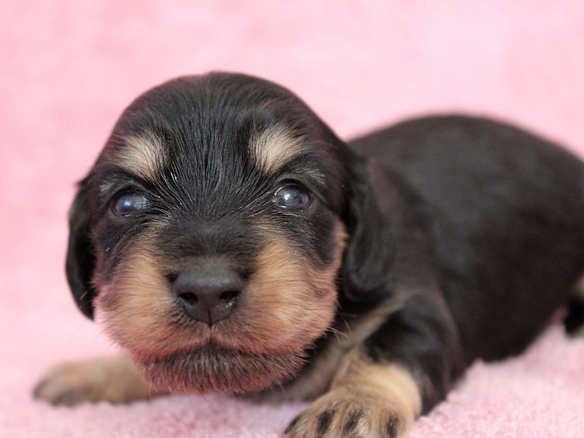 ダックスフンド カニンヘン メリア & ダルク君の子犬 ブラッククリーム 女の子ミルカ5 ダックスフンド カニンヘン メリア & ダルク君の子犬 ブラッククリーム 女の子