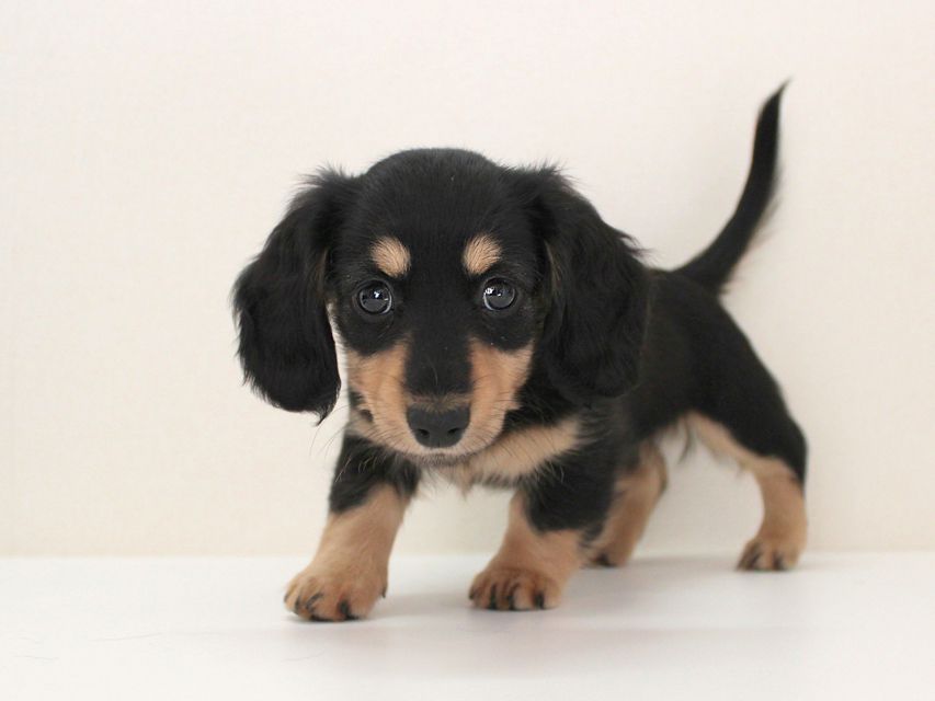 ダックスフンド カニンヘン メリア & ダルク君の子犬 ブラッククリーム 女の子ミルカ5 ダックスフンド カニンヘン メリア & ダルク君の子犬 ブラッククリーム 女の子