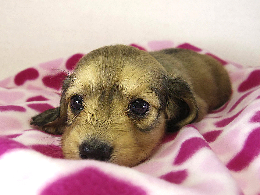 ミニチュアダックス 子犬　シェーデットクリーム女の子