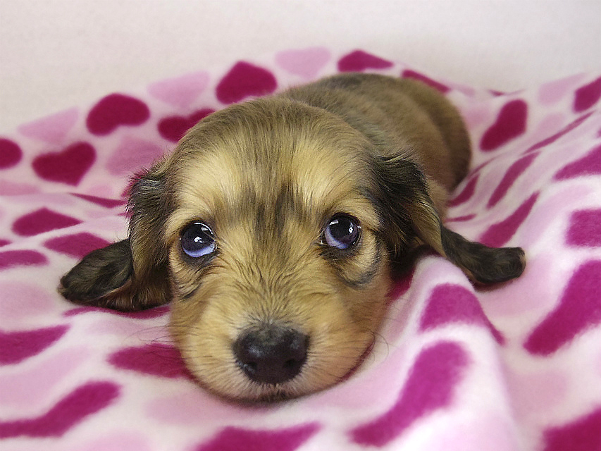 ミニチュアダックス 子犬　シェーデットクリーム女の子