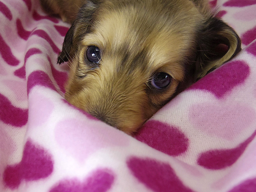 ミニチュアダックス 子犬　シェーデットクリーム女の子