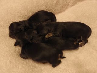 カニヘン　しずるの赤ちゃん