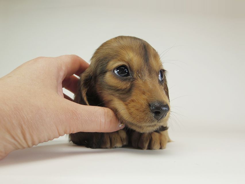 ダックスフンド カニンヘン 月子 & ジャンの子犬 レッド 女の子