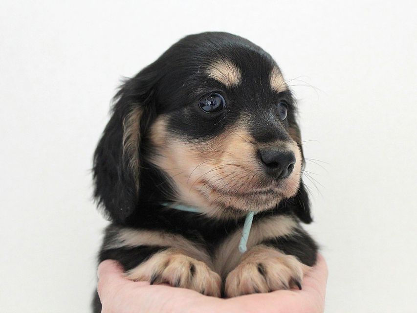ダックスフンド カニンヘン メリア & ダルク君の子犬 ブラッククリーム 男の子②