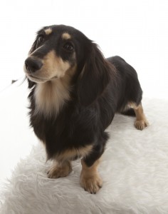 カニンヘン ダックスフンド 富士 ブラッククリーム 交配犬 種雄 カニンヘン ダックスフンド 富士 ブラッククリーム 交配犬 種雄