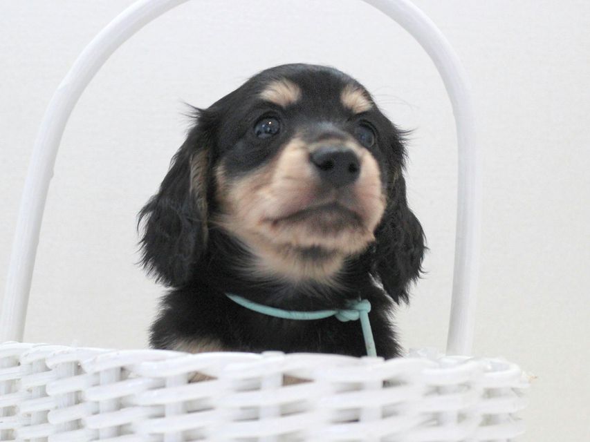 ダックスフンド カニンヘン メリア & ダルク君の子犬 ブラッククリーム 男の子②