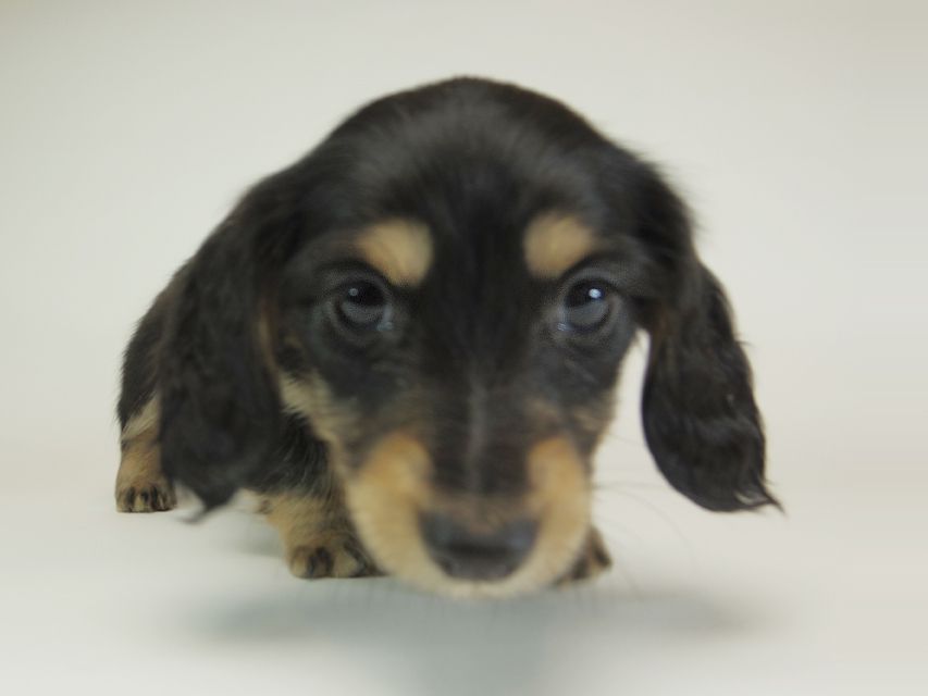 ダックスフンド カニンヘン 月子 & ジャンの子犬 ブラッククリーム 男の子②