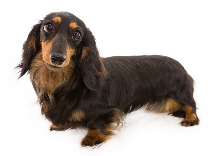 カニンヘンダックスフンド ロングヘアード アイビー