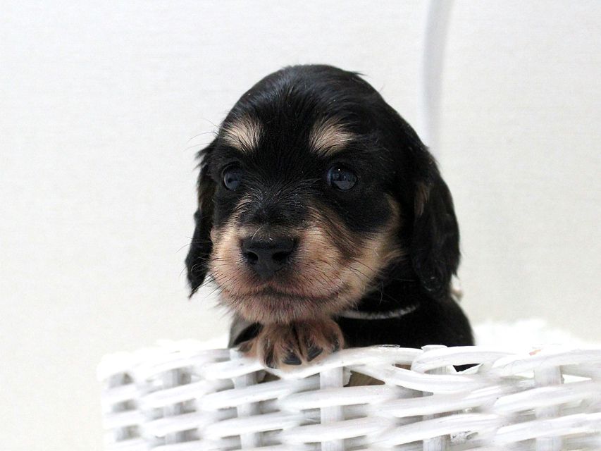 ダックスフンド カニンヘン メリア & ダルク君の子犬 ブラッククリーム 男の子②