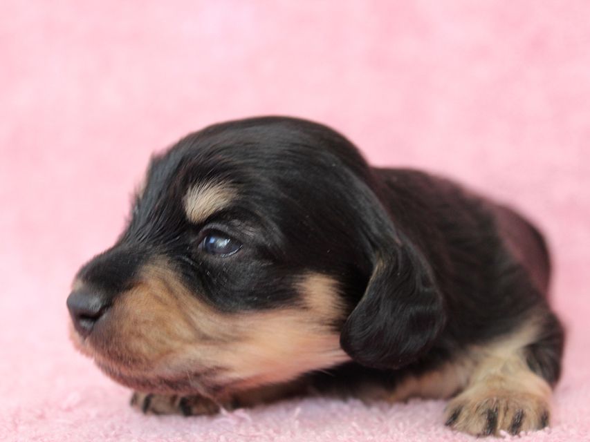 ダックスフンド カニンヘン メリア & ダルク君の子犬 ブラッククリーム 女の子ミルカ3 ダックスフンド カニンヘン メリア & ダルク君の子犬 ブラッククリーム 女の子