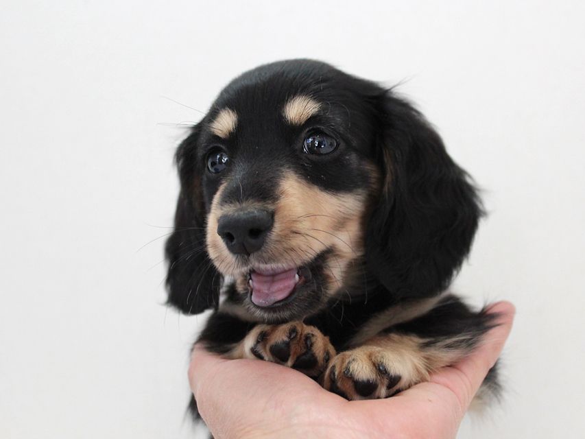 ダックスフンド カニンヘン メリア & ダルク君の子犬 ブラッククリーム 女の子ミルカ3 ダックスフンド カニンヘン メリア & ダルク君の子犬 ブラッククリーム 女の子