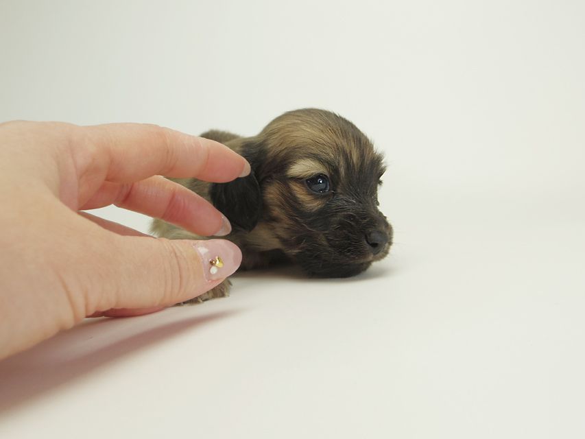 ダックスフンド カニンヘン シャーロット.cs & ジムダンディの子犬 シェーデットクリーム 男の子 お写真初登場12 ダックスフンド カニンヘン シャーロット.cs & ジムダンディの子犬 シェーデットクリーム 男の子 お写真初登場