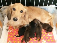 カニンヘンのソルトが11/21出産しました ブラック系男の子、シェーデットクリーム男の子3、シェーデットクリーム女の子 カニンヘンのソルトが11/21出産しました ブラック系男の子、シェーデットクリーム男の子3、シェーデットクリーム女の子