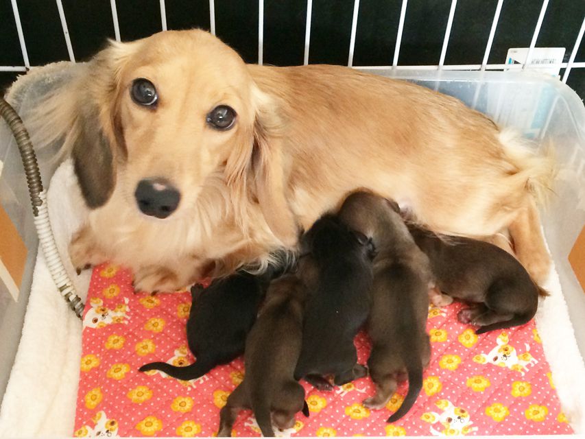 カニンヘンのソルトが11/21出産しました ブラック系男の子、シェーデットクリーム男の子3、シェーデットクリーム女の子 カニンヘンのソルトが11/21出産しました ブラック系男の子、シェーデットクリーム男の子3、シェーデットクリーム女の子