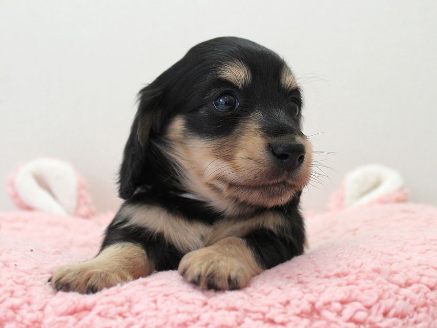 ダックスフンド カニンヘン メリア & ダルク君の子犬 ブラッククリーム 男の子②