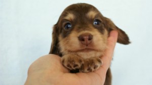 2012.3.5生まれ「さくらの子」チョコ＆クリーム　女の子