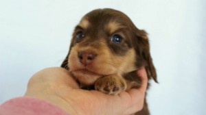 2012.3.5生まれ「さくらの子」チョコ＆クリーム　女の子