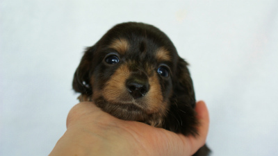 2012.3.4生まれ「エルナの子」ブラック&タン 子犬 男の子 2012.3.4生まれ「エルナの子」ブラック&タン 子犬 男の子