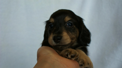 2012.3.4生まれ「エルナの子」ブラック＆クリーム　男の子