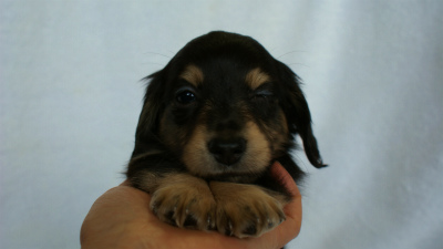 2012.3.4生まれ「エルナの子」ブラック＆クリーム　男の子