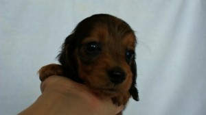 カニンヘンダックス　シューデットレット　男の子　子犬