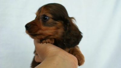 2012.3.3生まれ「ももの子」シューデットレット　男の子