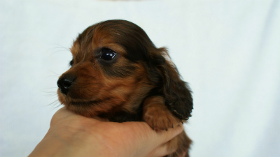 2012.3.3生まれ「ももの子」シューデットレット　男の子