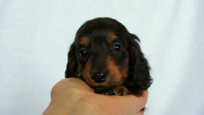 2012.3.3生まれ「ももの子」ブラック＆タン　女の子